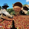 得乐省农民收获咖啡。图自越通社