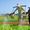 国际游客在广南省会安市茶桂村体验蔬菜种植活动。图自互联网