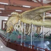越南最大鲸鱼骨骼在李山岛县展示