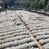 来宁平省旅游沉浸在白色菊花的纯净之美中