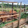 Un ménage du district frontalier de Bu Gia Map reçoit des vaches pour développer l'élevage. Photo : VNA