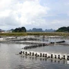 广宁省力争发展成为北部地区海水养殖中心。图自越通社