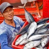 越南对意大利、德国和荷兰三个主要市场的金枪鱼出口额均出现了三位数的飙升。图自互联网