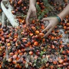 马来西亚棕榈油出口疲软导致库存量增加