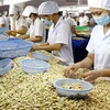 A cashew nut processing line. (Photo tienphong.vn) 