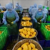 Workers process mango for export in B'LaoFood company in Can Tho city. (Photo: VNA)