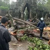 A rainstorm topples a centuries-old tree in the Angkor Archaeological Park in northwest Cambodia's Siem Reap province on July 23. (Photo: Khmer Times)
