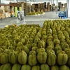 Fresh durians are sorted for exports. (Photo: Thai Commerce Ministry)