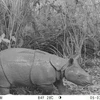 A new female Javan rhinoceros calf spotted at Ujung Kulon National Park (TNUK), Pandeglang, Banten. (Photo: Antara)