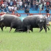 A total of 16 buffaloes join the 2024 Do Son Buffalo Fighting Festival. (Photo: VNA)