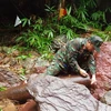 A sapper inspects the bomb. (Photo: published by VNA)