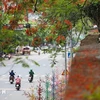 Red flamboyant flowers light up roads of Hoa Binh