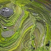 Ripening rice season on Hoa Binh terraced fields