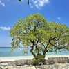 Beauty of iconic trees on Truong Sa archipelago