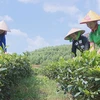 Vietnam’s sustainable revolution in poverty reduction