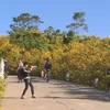 Central Highlands dyed yellow in wild sunflower season