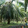 The project will reach children and young people as well as their families, both documented and undocumented, living and working in and around oil palm plantations in Tawau, Sabah. (Photo: https://www.freemalaysiatoday.com/)
