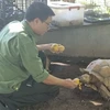 Staff from the station feed a turtle which was rescued from a trap.(Photo plo.vn)