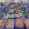 Processing Tra fish fillets for export at a factory of Cuu Long An Giang Import-Export JSC (Photo: VNA)