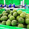 Vietnam’s fresh pomelo licensed to export to RoK. (Photo: VNA)