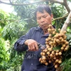 A farrmer in Hong Nam commune, Hung Yen city is harvesting longan. (Photo: VNA)