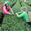 Farmers harvest tea in northern Lai Chau province. (Photo: VNA)