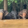 Over 100 elephants are evacuated from a popular elephant sanctuary in northern Thailand (Photo: https://www.thestar.com.my/)