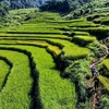 Runners compete in the Vietnam Jungle Marathon last year. This year, the event will welcome around 1,500 runners from almost 40 nations. (Photos courtesy of the organising board)