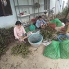 People collect young areca nuts in Ben Tre province (Photo: VNA)