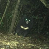 A rare Asiatic black bear found in Quang Tri's Bac Huong Hoa Nature Reserve. (Photo: The Management Board of Bac Huong Hoa Nature Reserve).