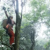 Mo Si San commune has more than 1,700 old Shan Tuyet tea trees. (Photo: VNA)