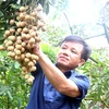 A farmer at his longan farm in Hung Yen Province. Vietnamese longan is favoured by customers in Asian markets. (Photo: VNA)