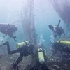 Divers remove fishing nets underwater from Brunei's coastline (Photo: borneobulletin.com.bn)