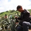 A farmer in Ea Lang settlement, Cu Pui commune, Krong Bong district, Dak Lak province takes care of pineapple trees (Photo:VNA)