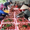 北江省农民收获荔枝。图自互联网