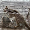 Parque vietnamita recibe macacos y felinos en peligro de extinción (Fuente:VNA)