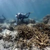 Tailandia cierra una isla para reducir el blanqueamiento de corales (Fuente: AFP/VNA)