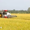 Valor de exportaciones vietnamitas de arroz alcanzará récord en 2024