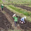 Agricultores de la provincia de Long An. (Fuente: VNA)