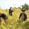 莱州省芒岱县西拉族人收割水稻。图自越通社