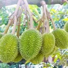 Durian. Photo d'illustration: thuonghieuquocgia.congthuong.vn