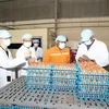 A la ferme de production d'œufs de poule de la sarl QL VietNam Agroresources. Photo: VNA