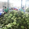 Transformation préliminaire de noix de coco fraîches destinées à l'exportation chez la SARL des fruits Mekong, commune de Huu Dinh, district de Chau Thanh, province de Ben Tre. Photo: VNA