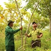 Dans la réserve naturelle d'Ea So, province de Dak Lak. Photo : VNA