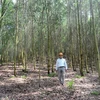 Tuyen Quang promotes large timber forest plantation model
