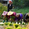 Mu Cang Chai among the world’s top 25 places with surreal beauty