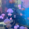 Mesmerizing hobby of keeping mini jellyfish