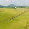 Finding a market for "low-emission" rice