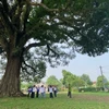 Preserving the 800-year-old heritage tree in Ha Tinh province