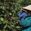 Vietnam’s coffee exports possibly top 5 billion USD for first time